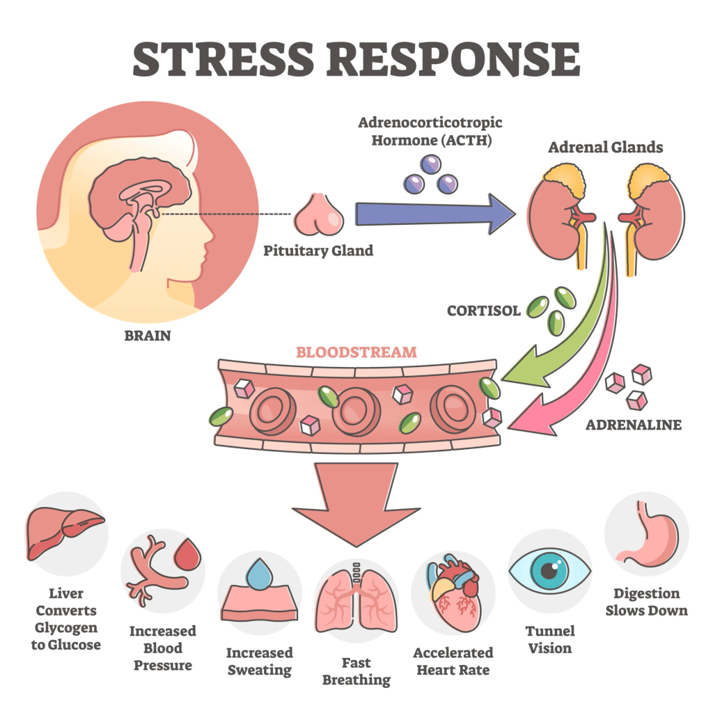 Signs of burnout through stress response. HPA axis, Brain, pituitary gland, ACTH, Adrenal glands, Cortisol and Adrenaline, bloodstream, - glucose, blood pressure, sweating, breathing, heart rate, tunnel vision, digestion slows